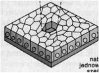 Blaszka podstawna - jedyna forma substancji międzykomórkowej