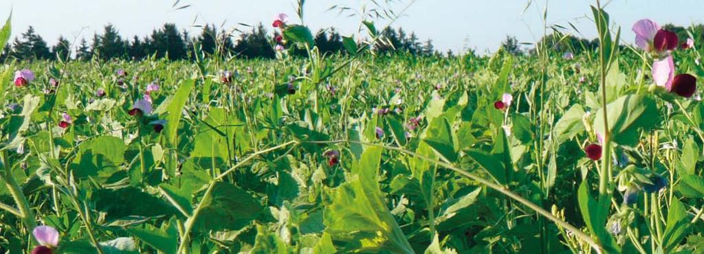 TerraLife Bio Aktiv Nawóz zielony Eko Urozmaicona mieszanka do mulczowania TerraLife - Beta Maxx Eko Mieszanka bardzo wyważona, specjalnie dopasowana do uprawy buraków cukrowych i warzyw BetaMaxx to