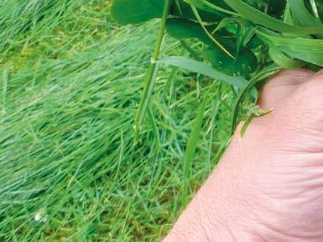 Wyważony skład pomiędzy trawami górnego i dolnego piętra dostarcza dobrych plonów rozłożonych równomiernie w ciągu