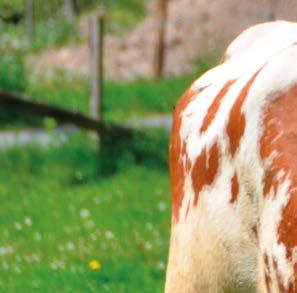 COUNTRY Eko Użytki Trwałe COUNTRY Eko 2213 Kośno-pastwiskowa na