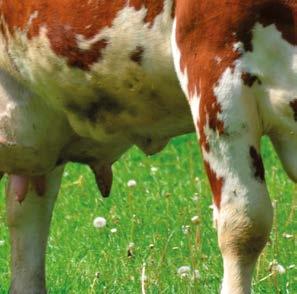 COUNTRY Eko 2215 Kośno-pastwiskowa na gleby lekkie Mieszanka do