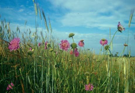 Działania PROW a Natura 2000 1 Ministerstwo Rolnictwa