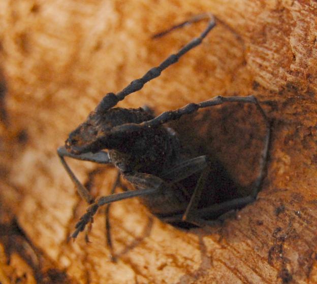 Ochrona zasobów martwego drewna i występowanie rzadkich