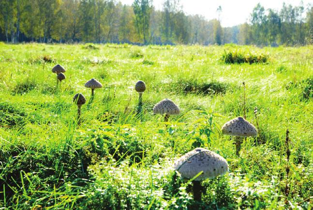 Grzyby w edukacji przyrodniczej Wiedza społeczeństwa na temat grzybów i ich roli w środowisku jest niewielka i ograniczona do rozpoznawania kilku najpopularniejszych gatunków grzybów jadalnych i