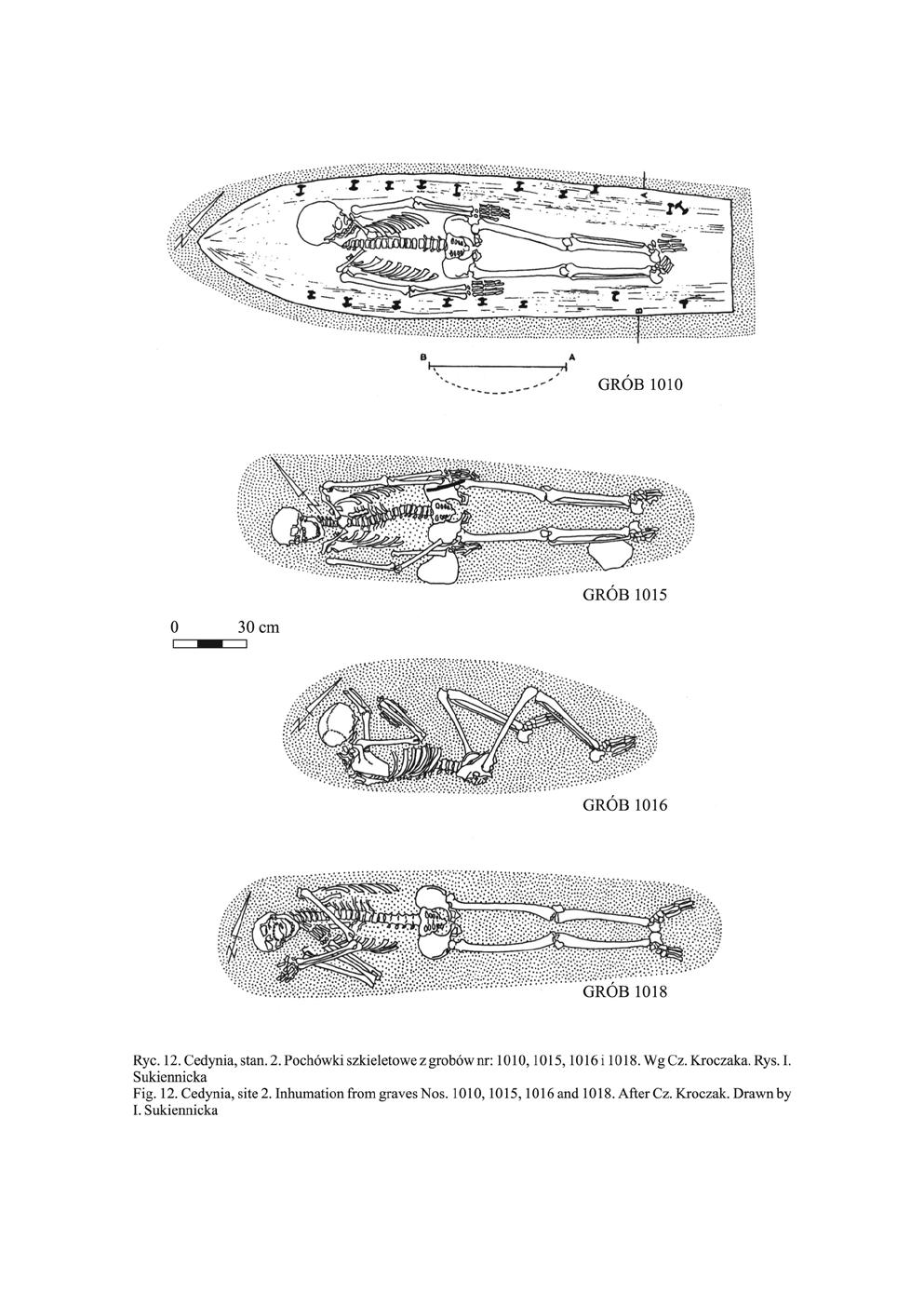 Ryc. 12. Cedynia, stan. 2. Pochówki szkieletowe z grobów nr: 1010, 1015, 1016 i 1018. Wg Cz. Kroczaka. Rys. I.