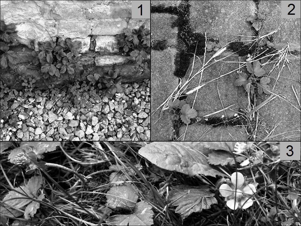 Notatki botaniczne 171 Ryc. 2. Duchesnea indica na murach starego budynku oraz pomiędzy płytami chodnikowymi w Sandomierzu (1, 2); kwitnąca i owocująca D. indica (3) (fot. M. Panek) Fig. 2. Duchesnea indica on old building walls and between paving in Sandomierz (1, 2); flower and fruit of D.