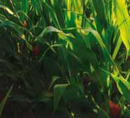 bardzo dobre właściwości rozsiewne zawarte mikroelementy poprawiają przyswajalność innych składników kukurydza LUVENA 