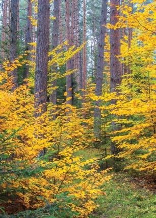 67 percent of the park area, among which are valuable forests of Carpathian beech and fir; among mammals there are: otter, muskrat, polecat, badger, weasel, marten, ermine; A tourist trail Bunkers of