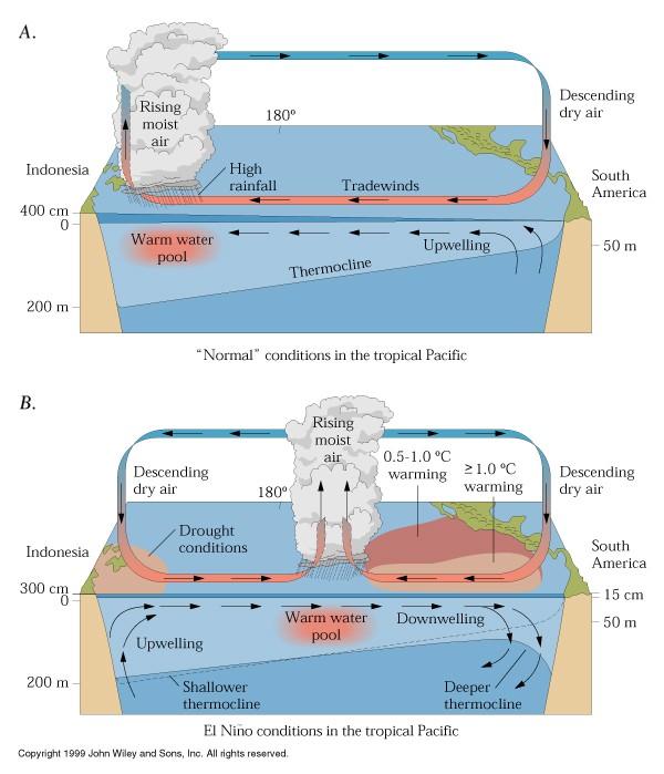 Dwie fazy cyrkulacji Walkera: El Niño-Southern Oscillation (ENSO) Tradycyjny obraz ENSO: na tle normalnej cyrkulacji Walkera tworzy się ciepła anomalia na Wschodnim Pacyfiku.