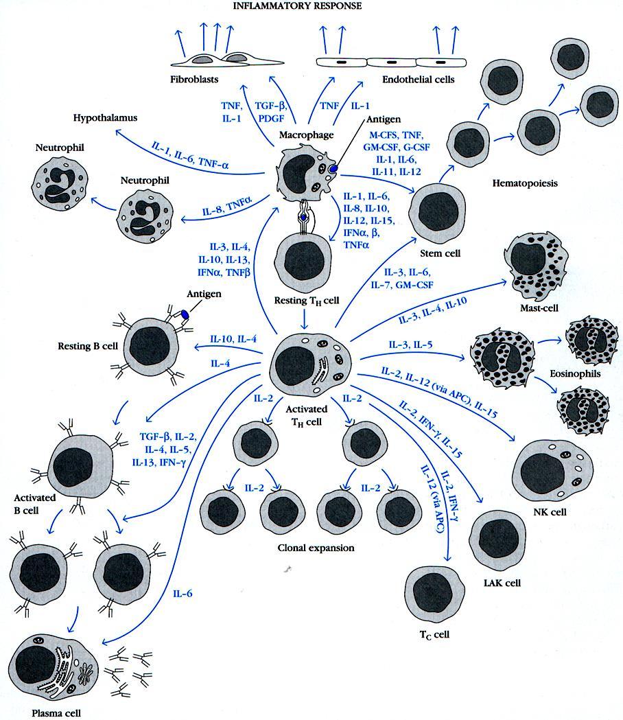 Cytokiny