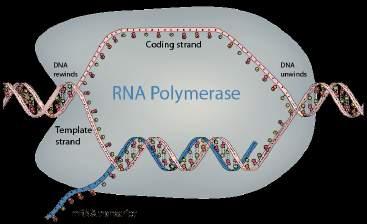 powstająca cząsteczka mrna polimeraza RNA enzym wytwarzający nić RNA na matrycy DNA (50-100