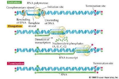 - 5 nić matrycowa 5'- A U G G C U U C G C U A - 3' pre-mrna Tylko jedna nić DNA niesie