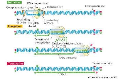 - 5 nić matrycowa 5'- A U G G C U U C G C U A - 3' pre-mrna Tylko jedna nić DNA niesie