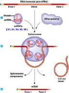 Ekson - kodujący fragment DNA Intron niekodujący fragment DNA Usuwanie intronów (splicing) białko Spliceosom Spliceosom -