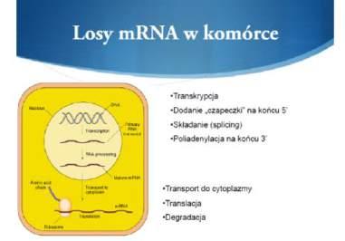 Ekspresja genów realizacja informacji zawartej w