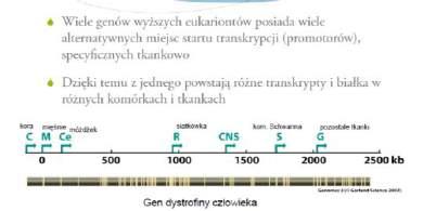 Regulacja aktywności genów 1.