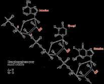 Budowa RNA jednostką cukrową w RNA jest ryboza. jedną z czterech zasad jest uracyl zamiast tyminy cztery rodzaje nukleozydów : adenozyny (AMP), guanozyny (GMP), cytydyny (CMP) uracylu (UMP).
