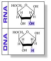 messenger RNA) jest pojedynczą cząsteczką RNA (ssrna), jest nośnikiem informacji genetycznej, zawartej w postaci sekwencji zasad azotowych w cząsteczce, na podstawie tej sekwencji