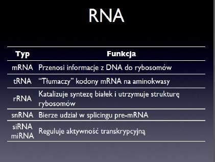Budowa genu eukariotycznego 1.