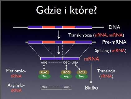 funkcjonalnego produktu ( białka lub RNA) 2.