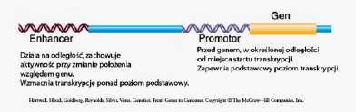 Budowa genu eukariotycznego GEN - odcinek DNA nadający komórce zdolność do tworzenia mrna GEN = część kodującą + odcinki regulatorowe Niecały gen ( od pierwszego do ostatniego nukleotydu) niesie