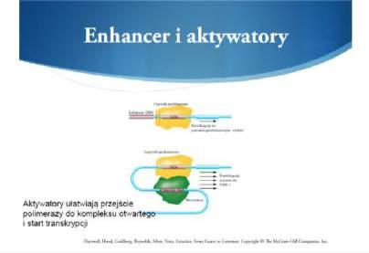 Czynniki transkrypcyjne i koaktywatory Inicjacja transkrypcji Inicjacja transkrypcji