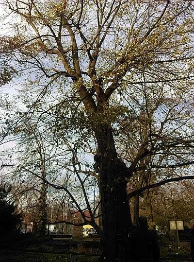 Lipa srebrzysta Obwód pnia 370cm. Korona niepełna, zdrowa. Opis lokalizacji: al. Jana Kochanowskiego 10-12 - Ogród Roślin Leczniczych. Po prawej stronie przy wejściu do Ogrodu.