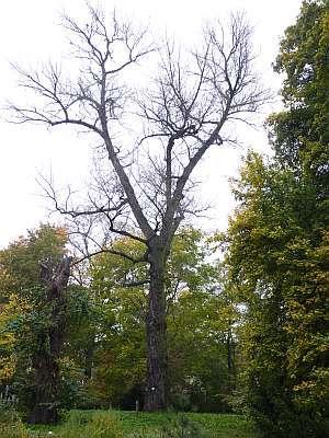 Topola czarna Obwód pnia 400cm. Pokrój typowy dla gatunku, zdrowa. Opis lokalizacji: al. Jana Kochanowskiego 10-12 - Ogród Roślin Leczniczych. Rośnie w głębi Ogrodu w zwarciu drzew.