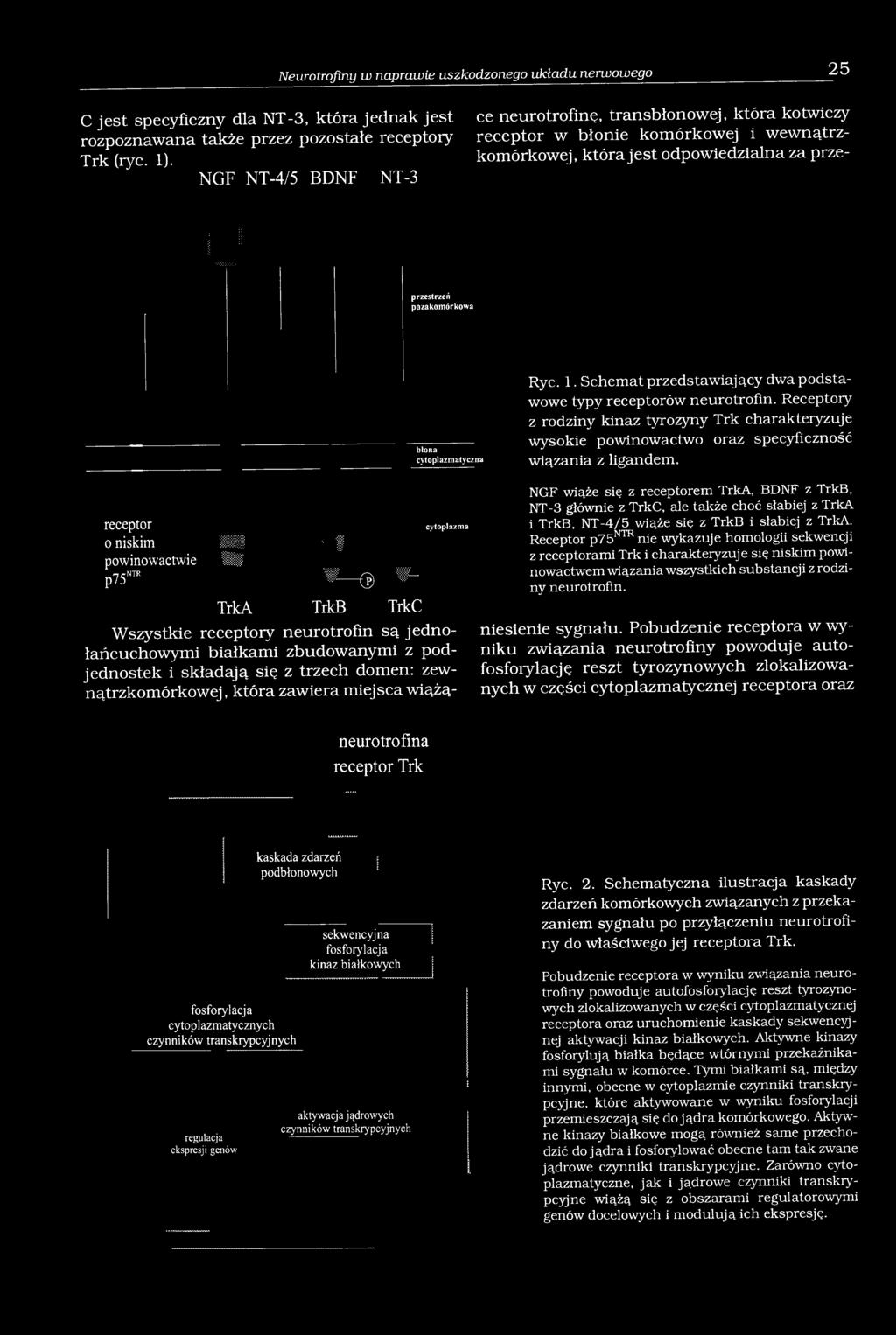 atyczna Ryc. 1. Schemat przedstawiający dwa podstawowe typy receptorów neurotrofin. Receptory z rodziny kinaz tyrozyny Trk charakteryzuje wysokie powinowactwo oraz specyficzność wiązania z ligandem.