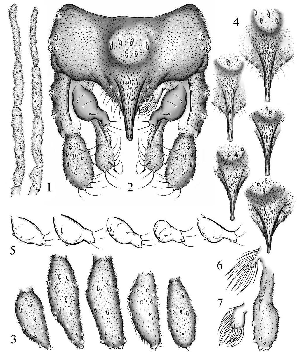 Figs 1 7. Variation in adult male of Zavrelia pentatoma KIEFFER, 1913.