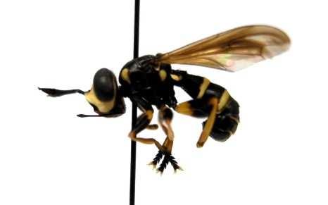 entomologiczną. W czasie prowadzenia badań autor odłowił 142 osobniki Conopidae i oznaczył je do 12 gatunków.