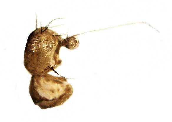 A typical cavernicolous species, probably widely distributed in burrows and in caves in the Caucasus Mts. Previously known from Abkhazia, the type-locality only.