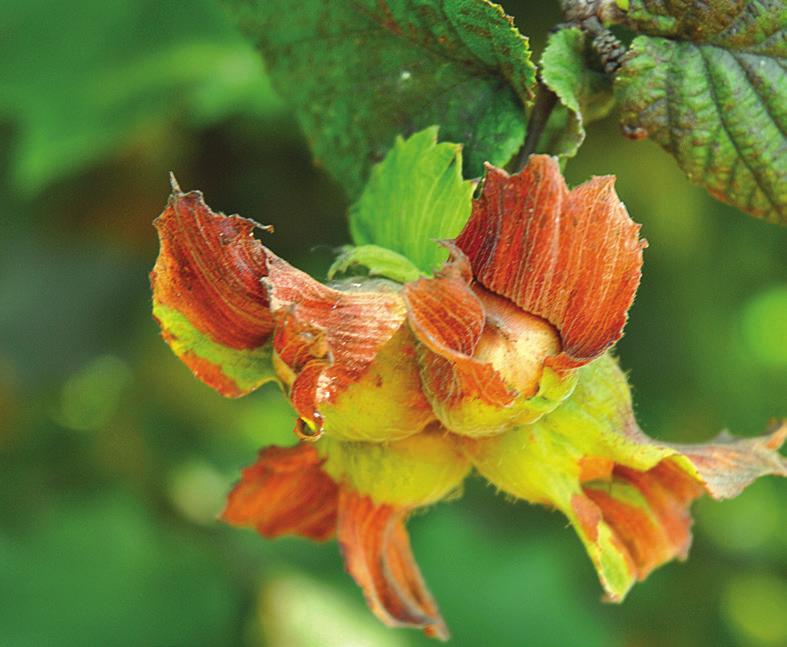 ODPOWIEDZIALNOSC SPOŁECZNA FERRERO - PLANETA Olej palmowy PALM OIL Od 2005 roku Grupa pracuje nad odpowiedzialnym zaopatrzeniem w olej z owoców palmy.
