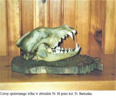 Była też wyznaczona nagroda za odstrzelonego wilka w wysokości 1500 zł Obecnie w obwodzie 42 obserwujemy szkody