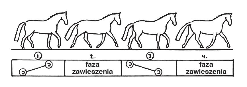 6. Wydłużenie i obniżenie szyi, tzw. żucie z ręki". Ćwiczenie to pozwala na ocenę stopnia przepuszczalności konia i jest sprawdzianem równowagi, giętkości, posłuszeństwa i rozluźnienia.