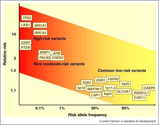 penetracji. Garcia-Closas M. et al.