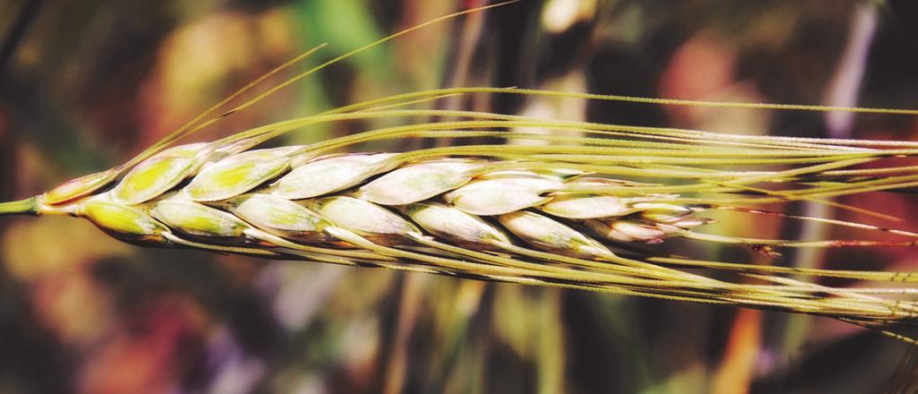 Pszenica Puławska Twarda odmiana pszenicy twardej jarej (Triticum durum), uprawiana w Polsce do 1957 r., Pochodzi z populacji rosyjskich. Cechy gospodarcze: Rośliny mają średnio 68,2 cm wysokości.