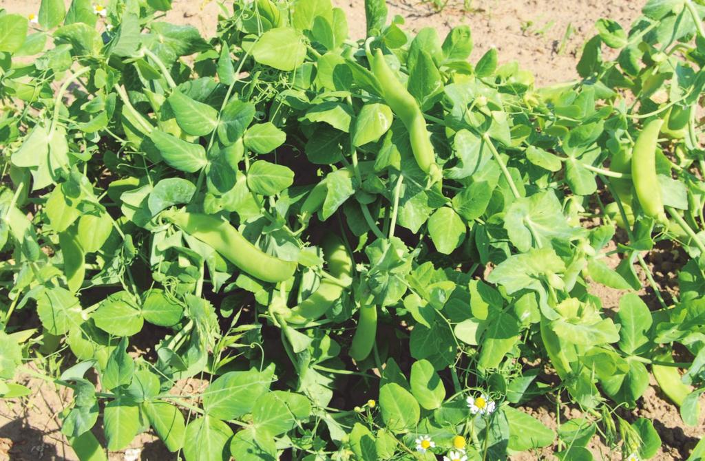 Groch Szabla (Pisum sativum subsp. sativum) 