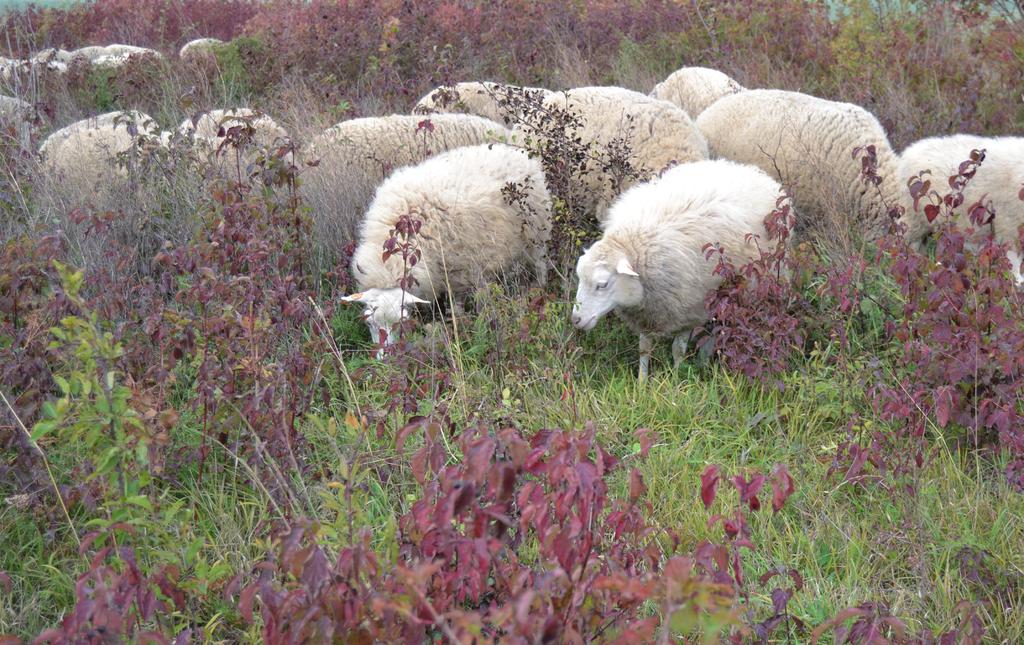 Ochrona materiału genetycznego zwierząt metodami ex situ aspekty prawne. Cz. II THE EX SITU CONSERVATION OF ANIMAL GENETIC MATERIAL LEGAL ASPECTS Part II.