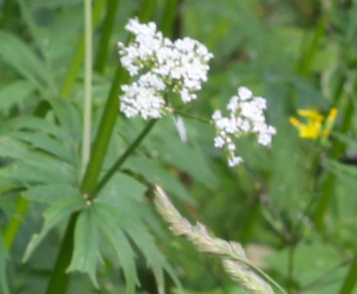Wymagania klimatyczno - glebowe Rodzaj stanowiska Gleby żyzne na podłożu wapiennym Głęboki profil gleby