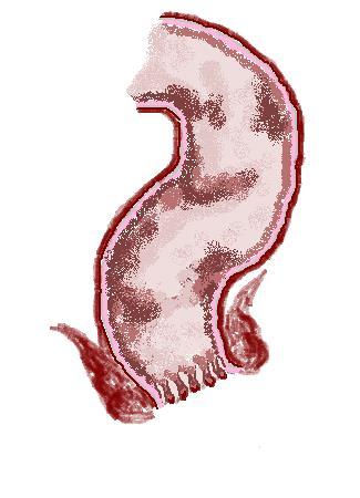 Krzywizna krzyżowa Krzywizna kroczowa Rycina 2. Zagięcia anatomiczne odbytnicy oś przednio tylna - opracowanie własne na podst. Kołodziejczak i wsp.