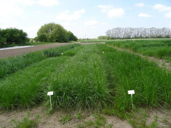 Obserwacje wzrostu i rozwoju roślin z uwzględnieniem zróżnicowanych warunków agrotechnicznych Radzików (granulat na bazie pofermentu z biogazowni) 12,0 10,0 Średnia dla odmian plony