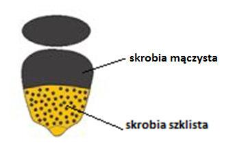 przyjrzeć ziarnu w środkowej części kolby.