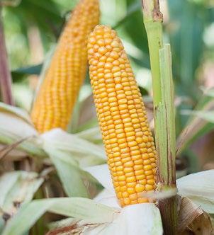KUKURYDZA KRESOWIAK NIE TYLKO NA KRESY KIERUNEK UŻYTKOWANIA: KISZONKA/ZIARNO FAO: 240 rośliny wysokie (ok.