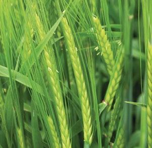 JĘCZMIEŃ JARY SOLDO SOLIDNA ODMIANA KIERUNEK UŻYTKOWANIA: PASZA ODMIANA 2-RZĘDOWA wysoki potencjał plonu ziarna wg COBORU (A1=103% oraz A2=102% wzorca, średnia z lat 2015 2016) średnio krótkie źdźbło