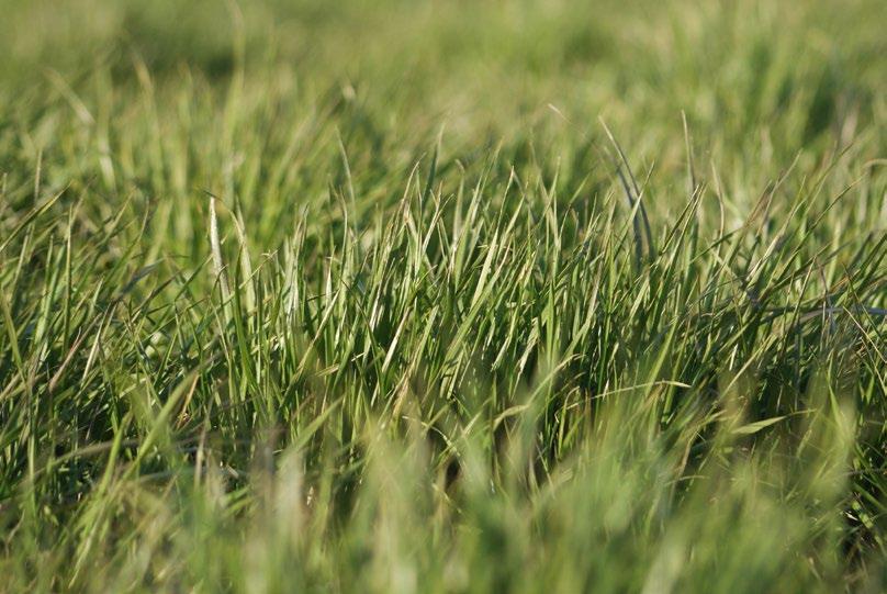 TRAWY PASTEWNE UŻYTKI TRWAŁE Mieszanka Oznaczenie Podsiew Nowy zasiew Opis Życica trwała wczesna Życica trwała średnia Życica trwała późna Tymotka łąkowa Festulolium Skład w % Stanowisko Użytkowanie