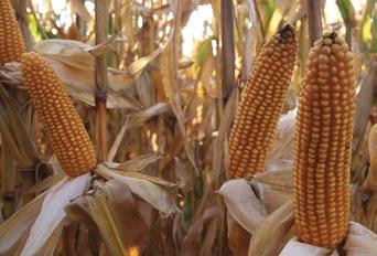 KUKURYDZA SKOLLI CS EKONOMICZNIE UZASADNIONY KIERUNEK UŻYTKOWANIA: KISZONKA/BIOGAZ FAO: 230 odmiana ogólnoużytkowa o profilu kiszonkowo ziarnowym dynamiczny rozwój wegetatywny roślin wysokie, bogato