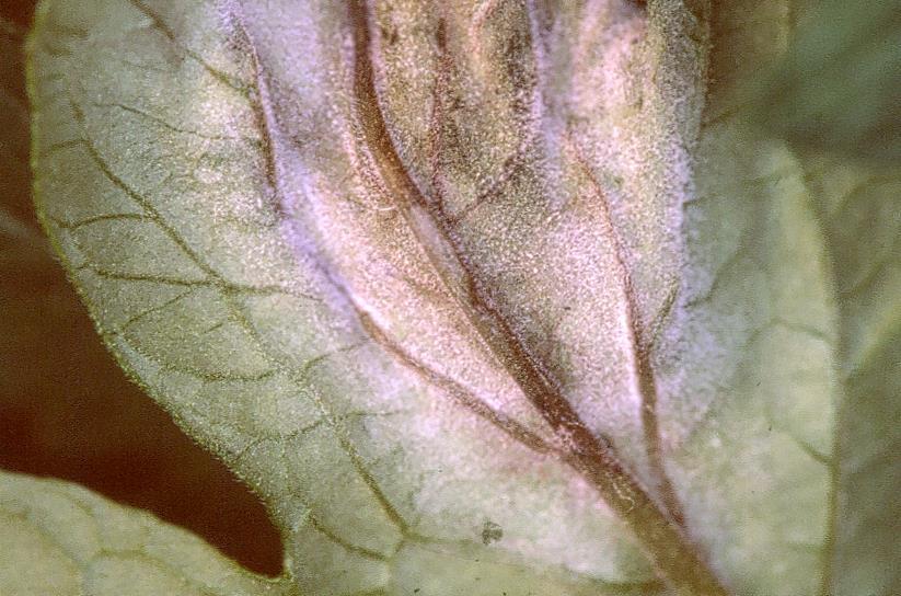 Objawy zarazy ziemniaka na dolnej stronie blaszki liścia