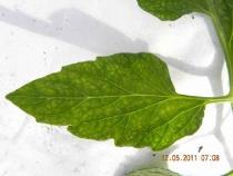 glebie wynosi 1-3 mg Mn/dm 3. Objawy niedoboru manganu na liściach pomidora Źródło: http://e-warzywnictwo.pl/index.php/pozywka-%e2%80%93-dobrze-zmieszajnawozy-bo-rosliny-sa-wrazliwe_5819.html 9.