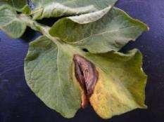 Alternarioza (Alternaria solani i Alternaria alternata) Brunatna plamistość
